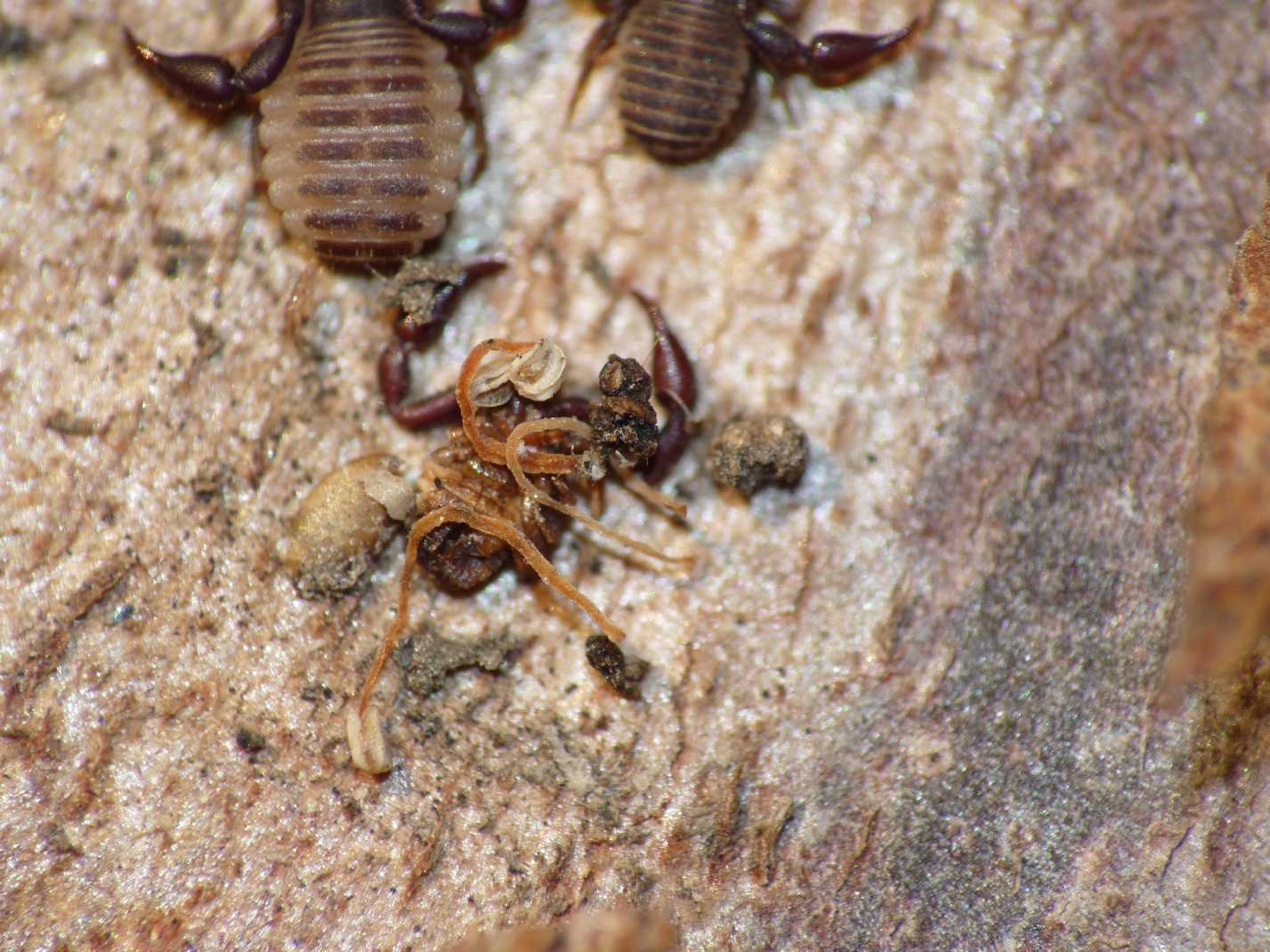 Cannibalismo tra pseudoscorpioni?